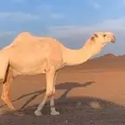 بعير كفو على حاكم بن قريع وعلى التحليل