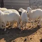 ذبائح طليان حريه مع الذبح والتوصيل