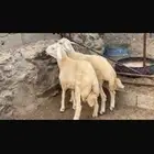 خرفان مناسبات للبيع