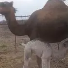 بكره خلفه ثنيه