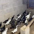 صوص دجاج رومي عمر شهرين