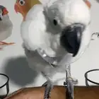 تصفية طيور للبيع عدد 3 طيور لاعلى سعر فضلا قراءة المواصفات