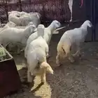 حريات جذعان جبره واصله من وادي الفرع