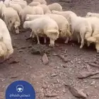 ذبائح نعيمي وحري جبر كناور حلال بر وشي فااخر