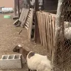 رخل وعنق للبيع