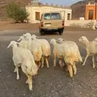 ارخال للبيع
