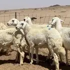 غنم ضان حريات جذعات ثنوات رباع مشروطه