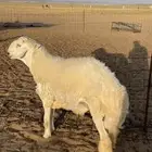 مشروع فحل صنف ت وه مقلع ثني وساسه قوي وويره ملكية