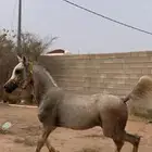 خيل