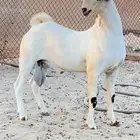 تيس اكحل فحل فاخر