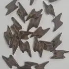 عود تايقر فتنامي