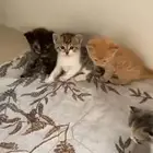 5 قطط   ام وعيالها