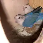 للبيع زوجين روز