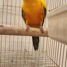 صن كنيور للبيع