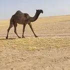 حقه صفراء