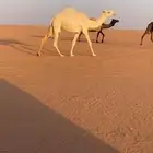 بكره وضحا