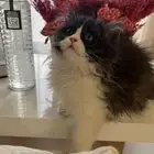 قط ذكر للبيع