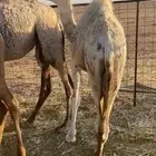 للبيع قعود طيب عمره ثمنيه شهور