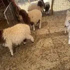 جذعات نعيم طيبات
