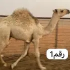 للبيع5 قعدان واحد هجن واربع عتسيات