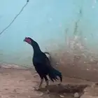 ديك
