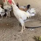 للبيع ديك باكستاني حجم ما شاء الله يملي العين ولون