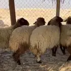 5 جذعات طيبه بالحيل