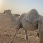 بكره جذعه طيبه