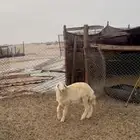طلي خمس اشهور