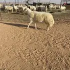 فحل حري صنف مشروط