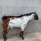 تيس للبيع