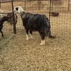 خروف فحل نجدي كفوو حصان
