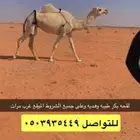 للبيع لقحه كفو