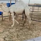 قعود مفرود تام للبيع