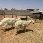 فحل ثني