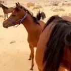 فرس شعبيه معها مهرتين