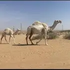 خلفه عونيه