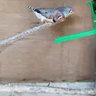 جوز زيبرا هولندي