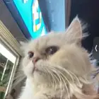 بسه لتبني