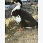 مطلوب ذكر بط نفس اللون