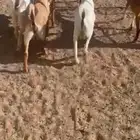 تم البيع