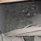 شنير