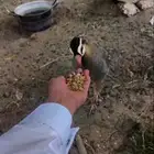 جوز شنير او قهد الذكر اليف