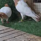 فحل كش حمام شامي سوري