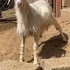 رخل زبده فل الفل