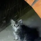 قط شيرازي عمره تقريبأ شهرين كذا الا 3 شهور للبيع