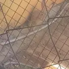 ارنب بريه عدنه الصحه سليمه