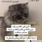 قط مفقود -حفر الباطن