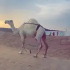 ناقه وضحى ضريبه