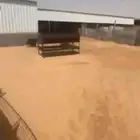 شبوك غنم للايجار مجهزه بعماله مختصه